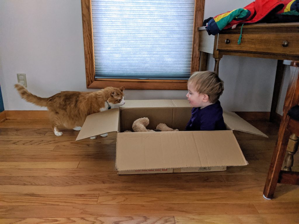 Hal sitting in a box, watched by a large orange cat.