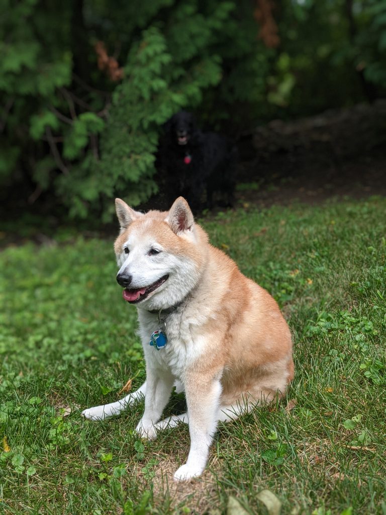 Maya the shiba inu.